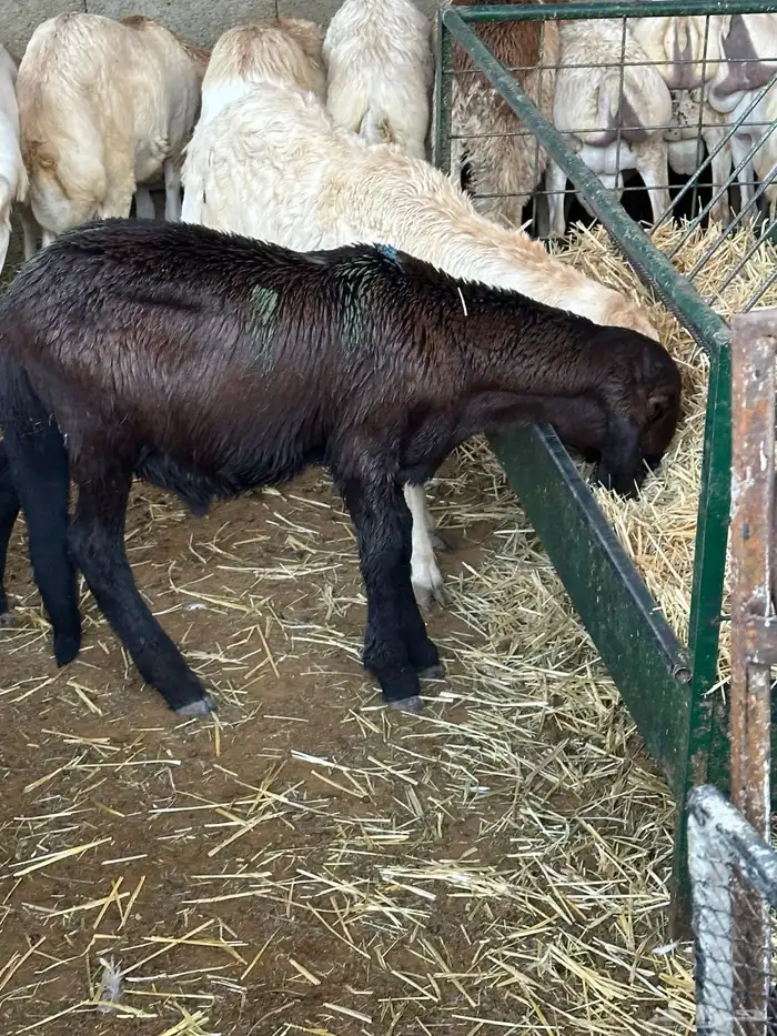 سواكن عدد 17 0