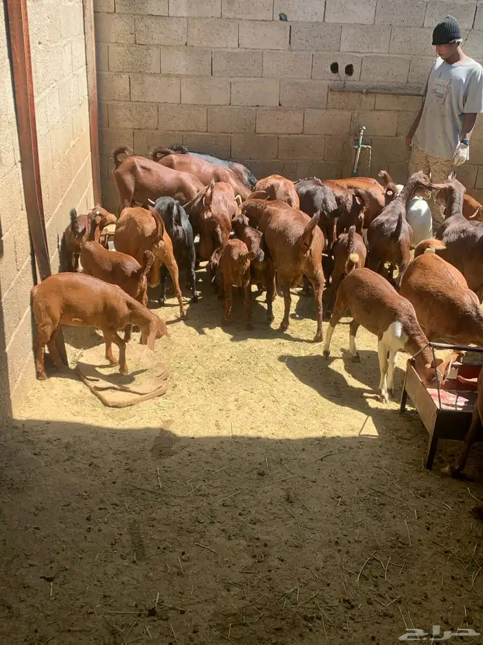 معزا جنوبيه مراح طيبه كلها من الجدعه الى السديدس تحتها تسعه 24