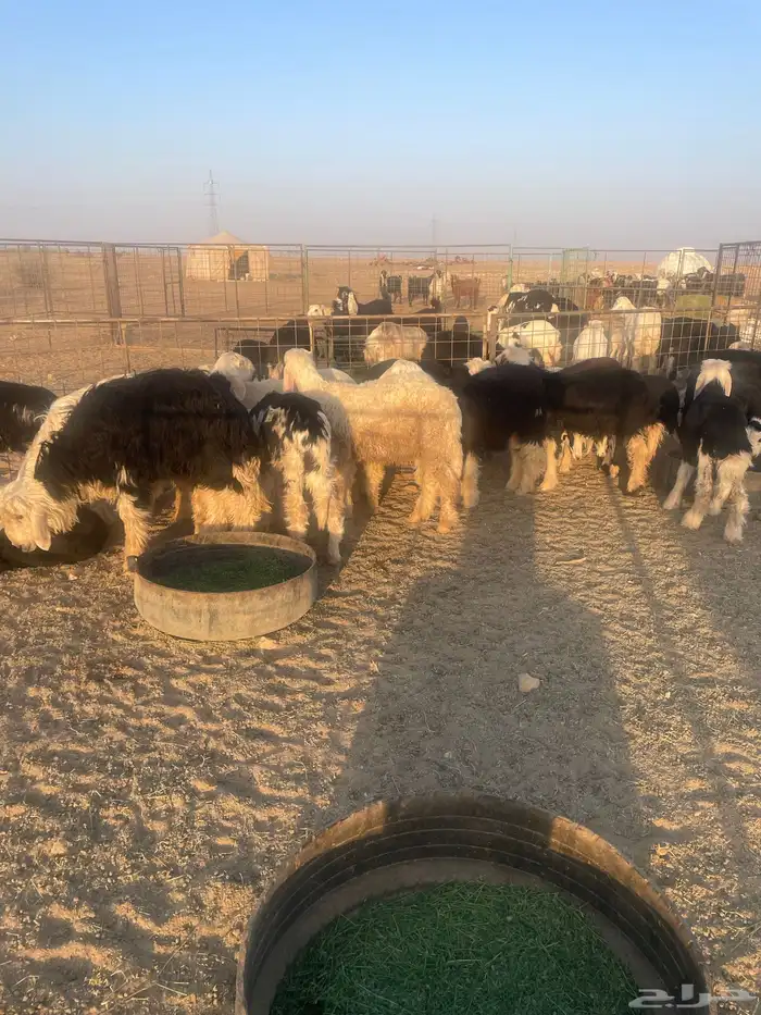 بهم نجد (( تم البيع )) 3