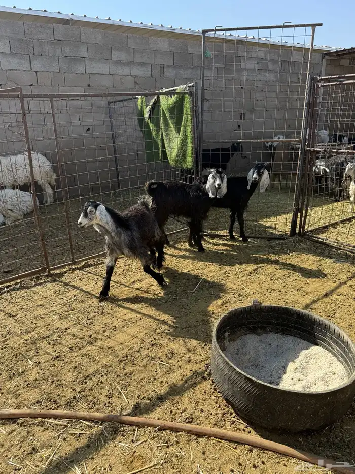 للبيع جفار شحم 0