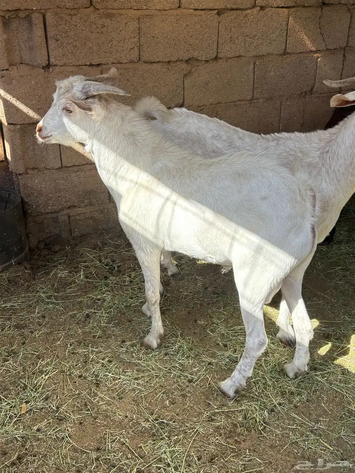 تيس عمره 8 شهور مشروك 0