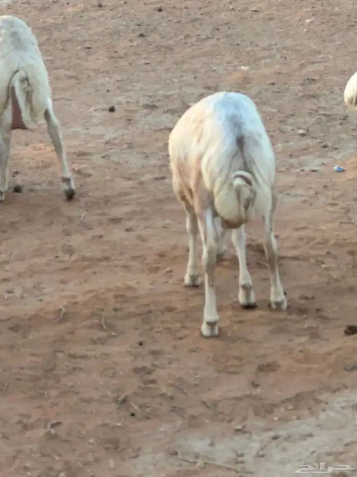 تيوس وبرابر وسواكن ورفيديات مرابي 59