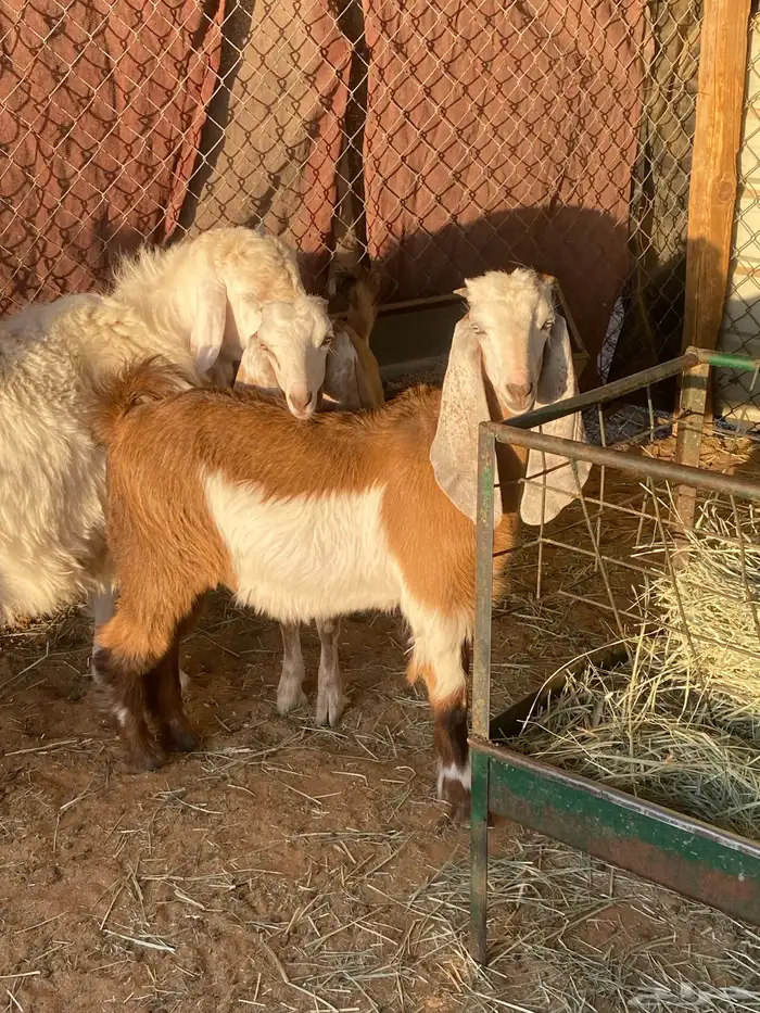 تيس فل شحم 0