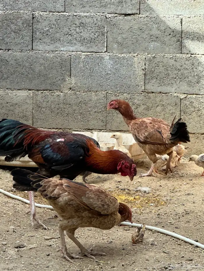 دجاج باكستاني 5