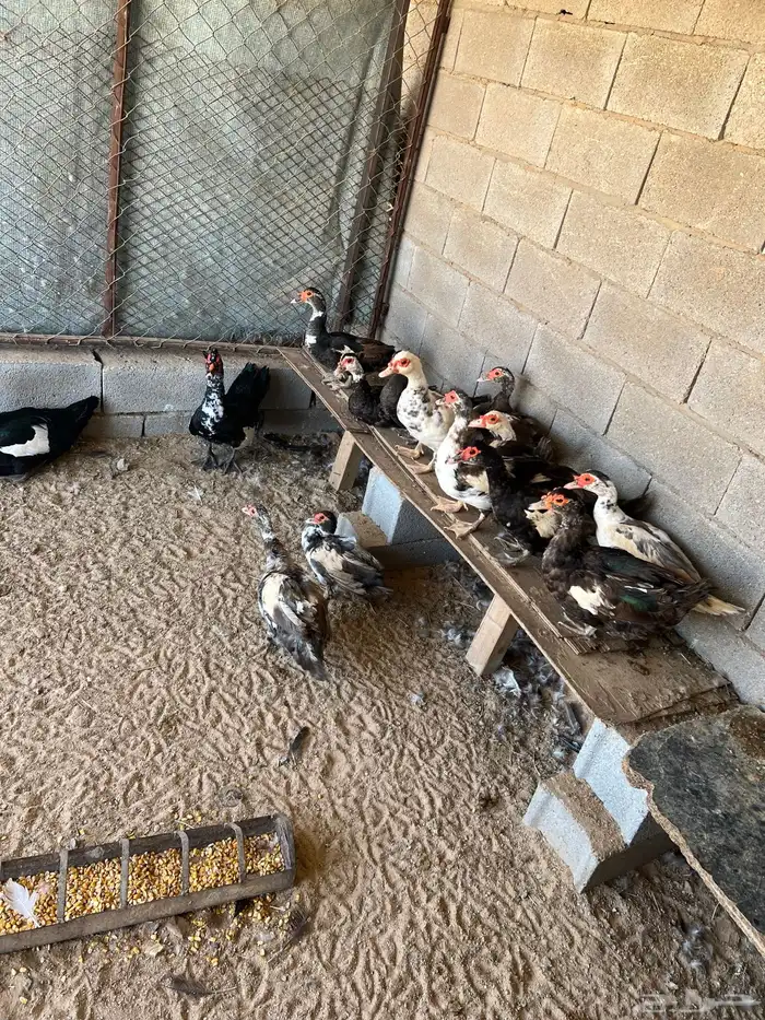 للبيع بط مصري 3