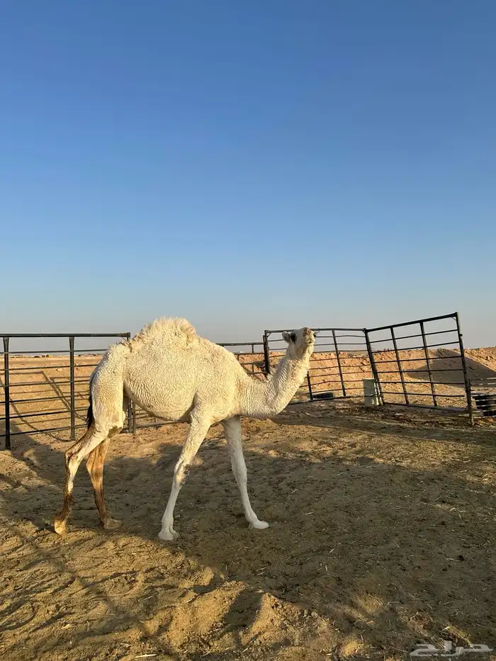 بكره للبيع مفروده ابوه من معمق الحيسوني 1