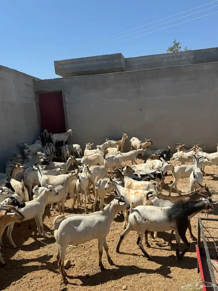 تيوس مستورده 3