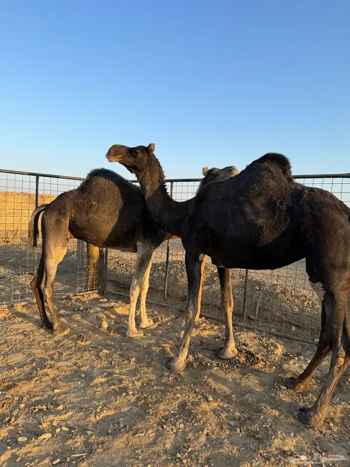 نياق خوات بعض ولايف 1