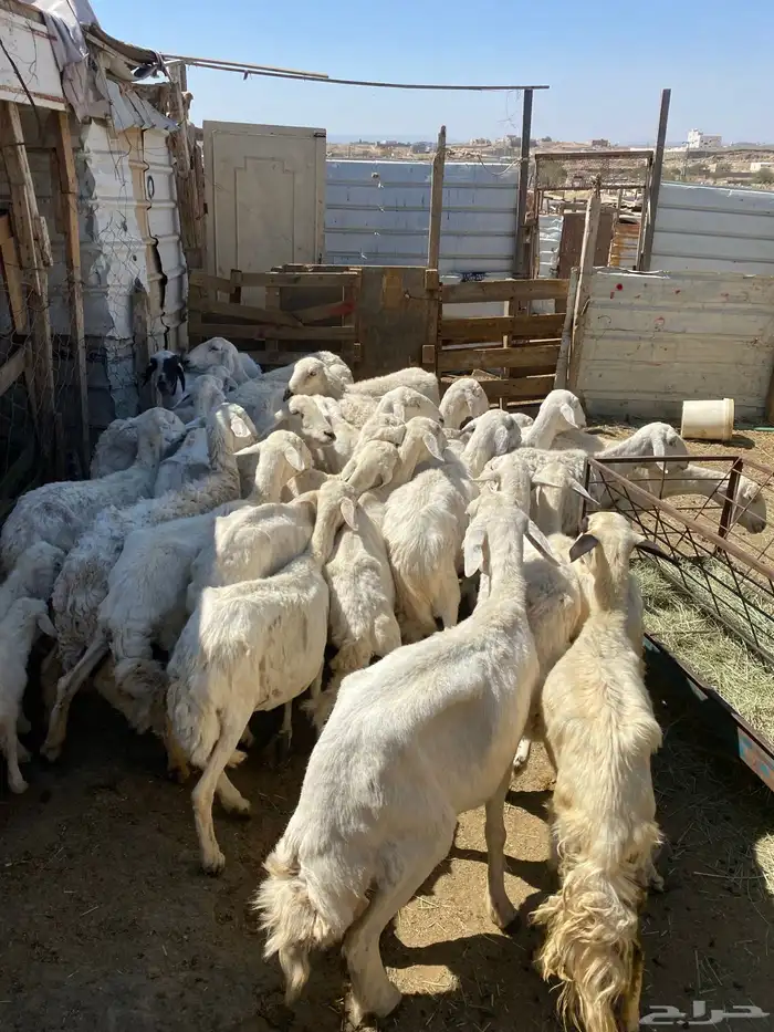 24 شاه غنم مسراح 1