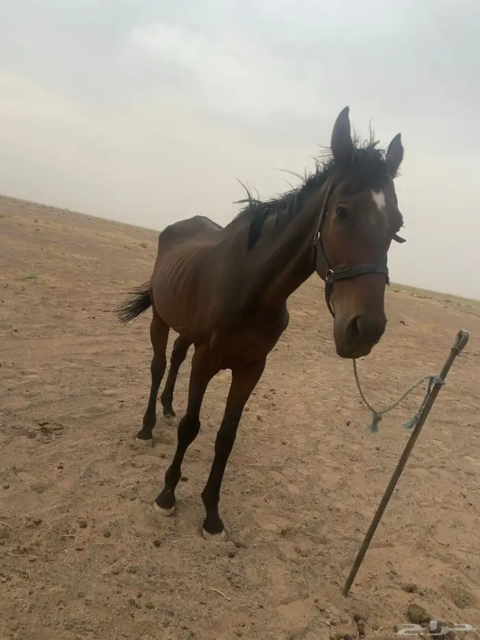 السلام عليكم 1