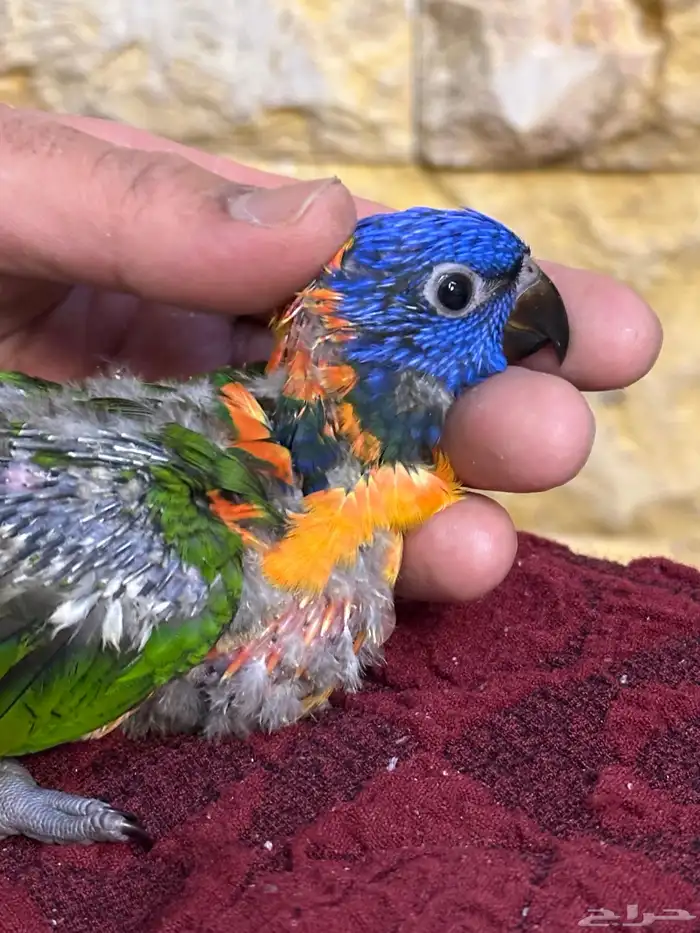 فرخ لوري تم البيع 0