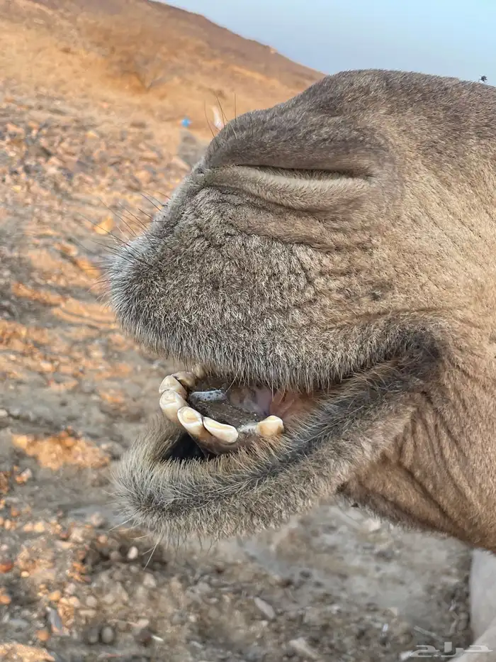 ملاقي للبيع 3