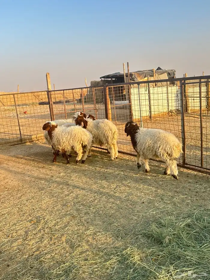 5 طليان نعيم 1