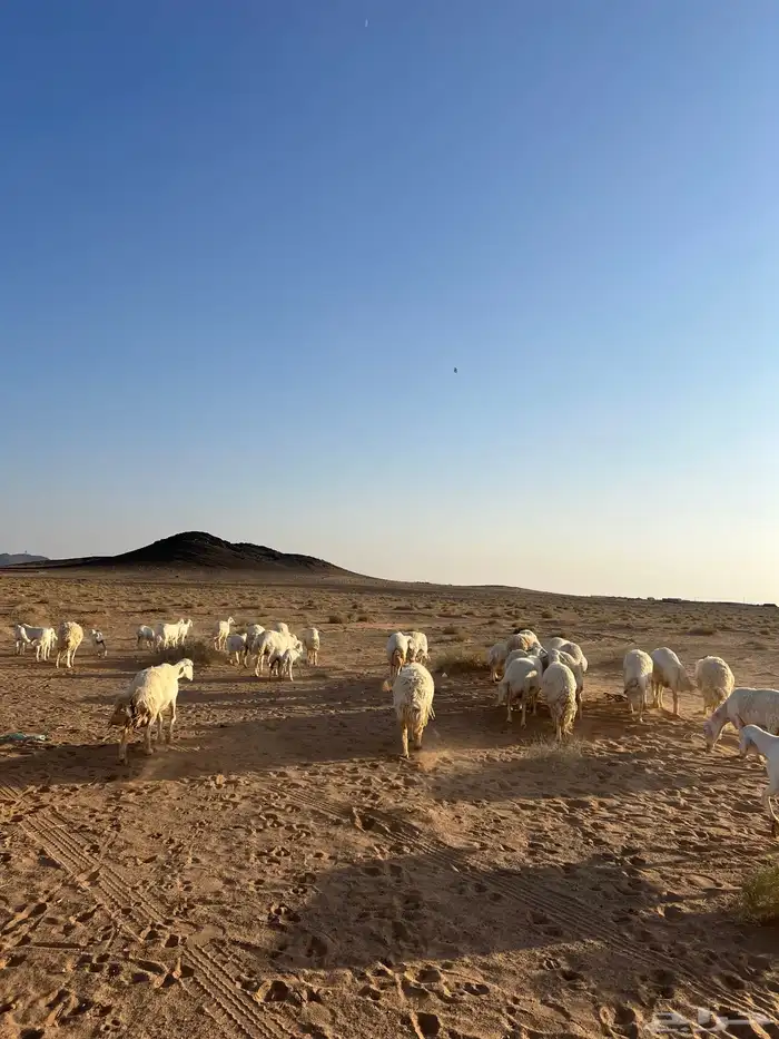 غنم مراح العدد 51 رأس 9