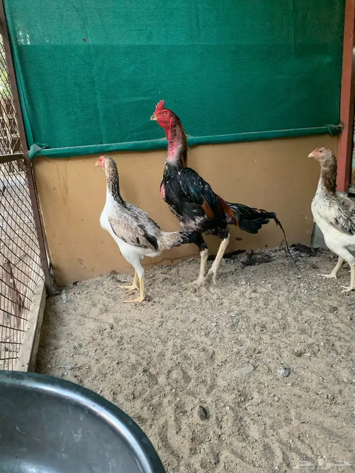 للبيع دجاج شامو ياباني فاخر 6