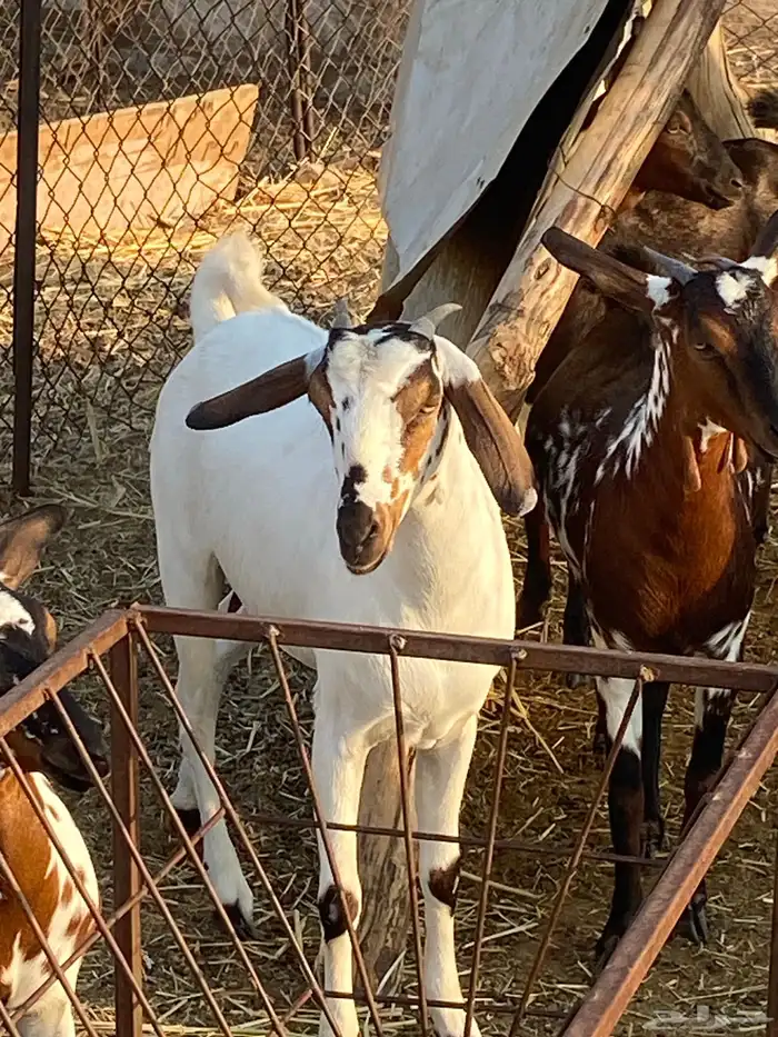 جفير مقنى او ذبح 0