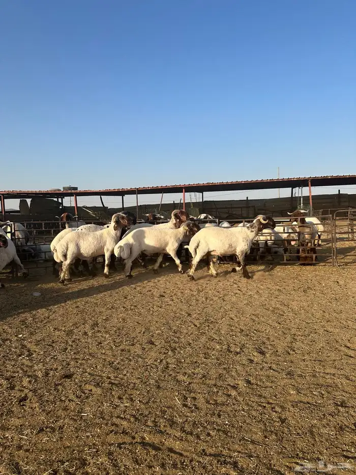 جذعان أنعينم صنف اللبييع 2