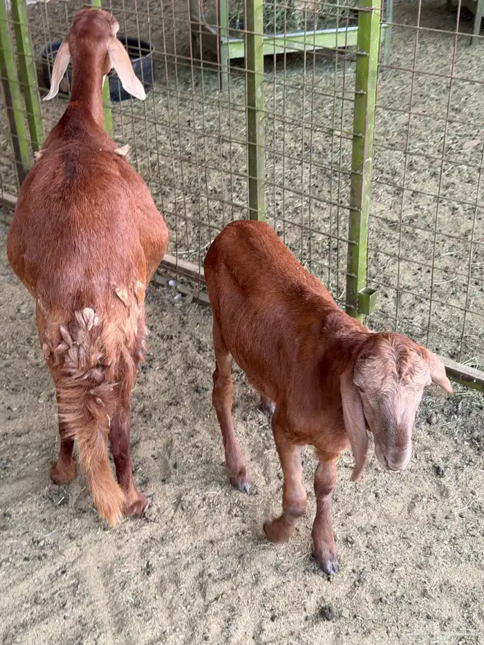 سوكني رخله حمراء ومعها طلي ورخله دورمان 3