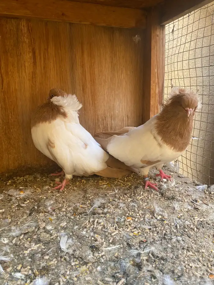 جوز سوداني 2