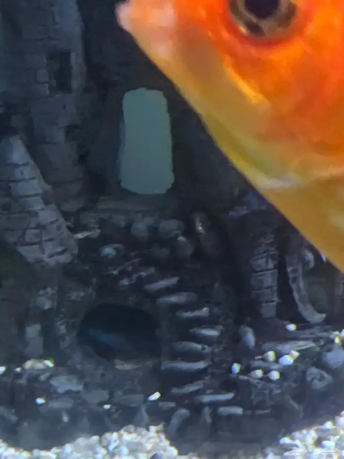 حوض اسماك فاخر 2