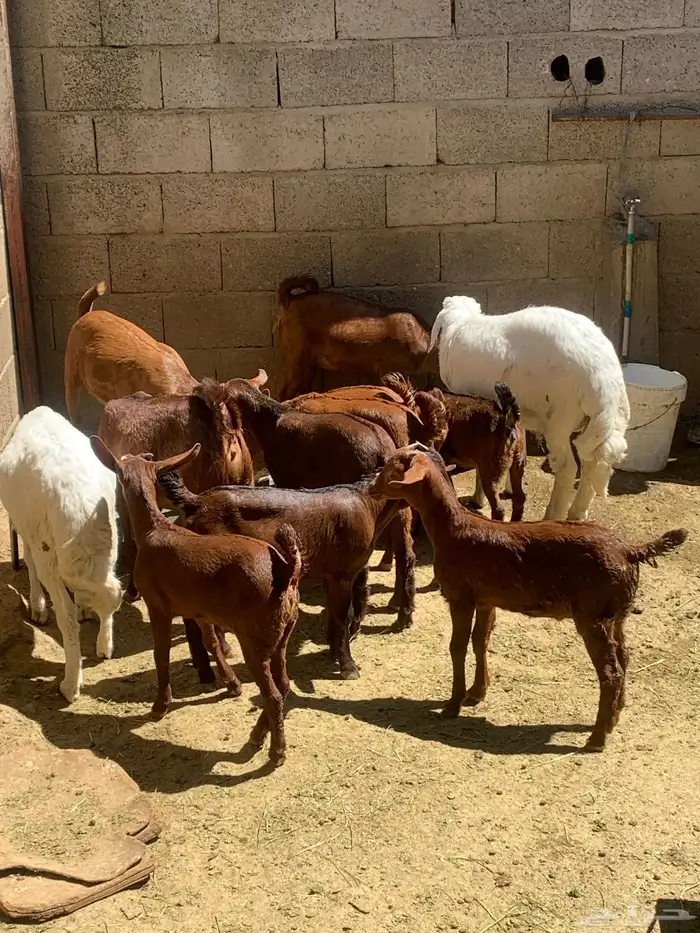 معزا جنوبيه مراح طيبه كلها من الجدعه الى السديدس تحتها تسعه 31