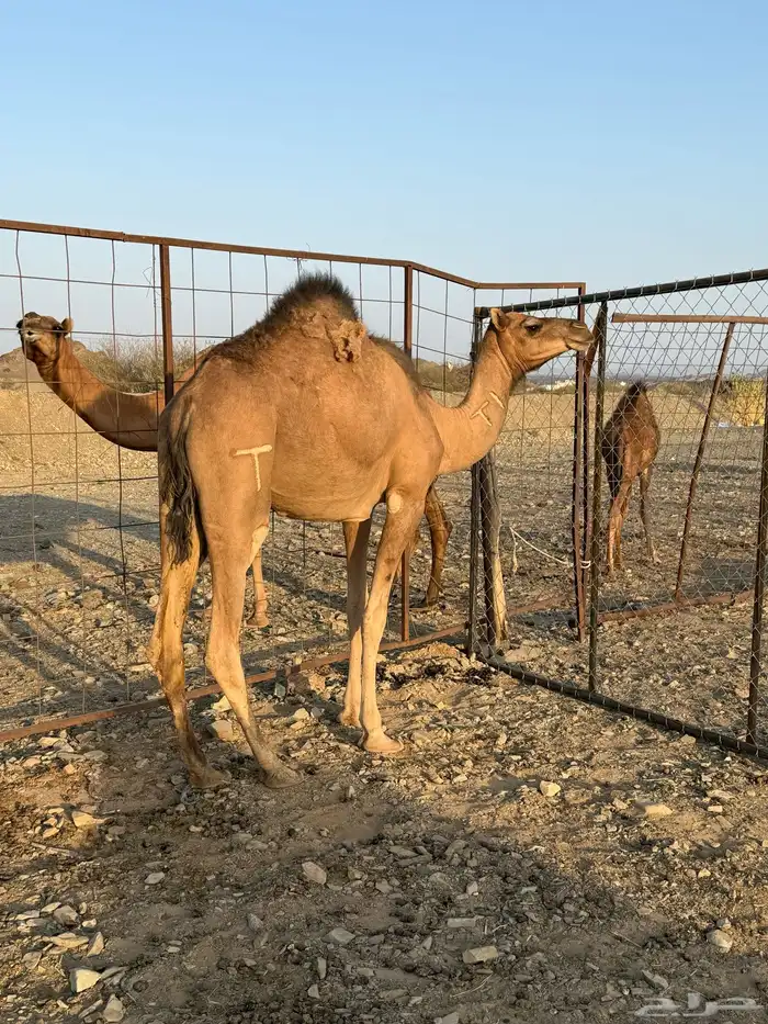 بكرة حمرا لقية 0