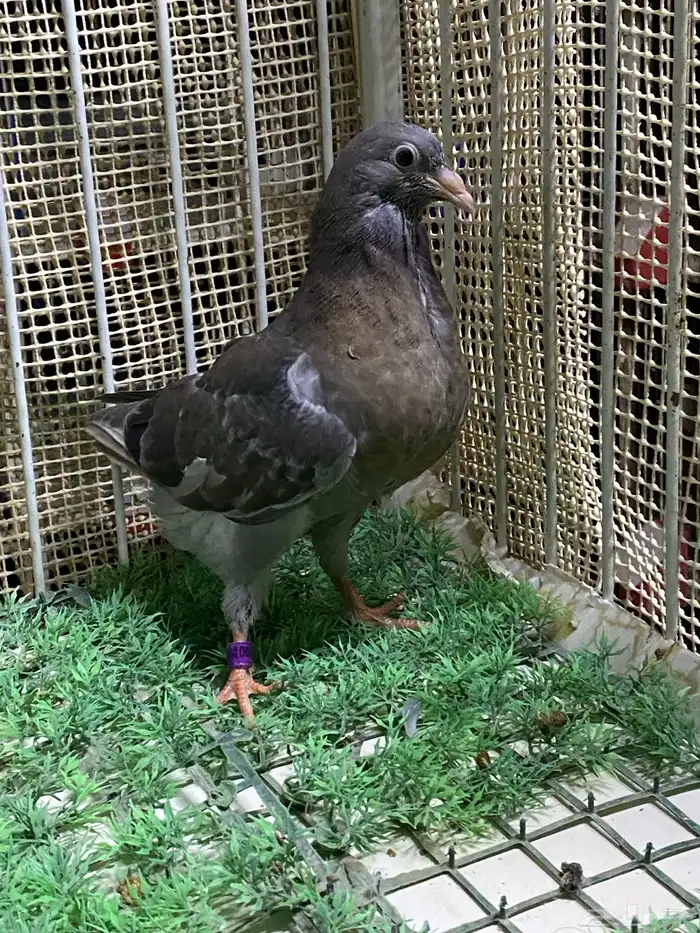 زاجل ارشنجر 4