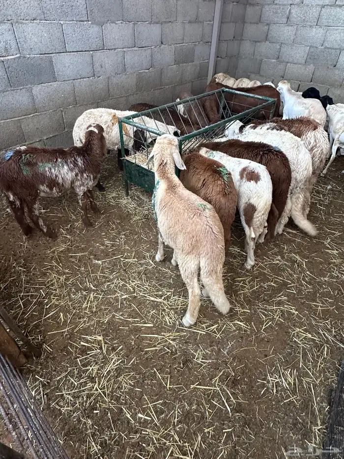 تيوس وبرابر وسواكن ورفيديات مرابي 24