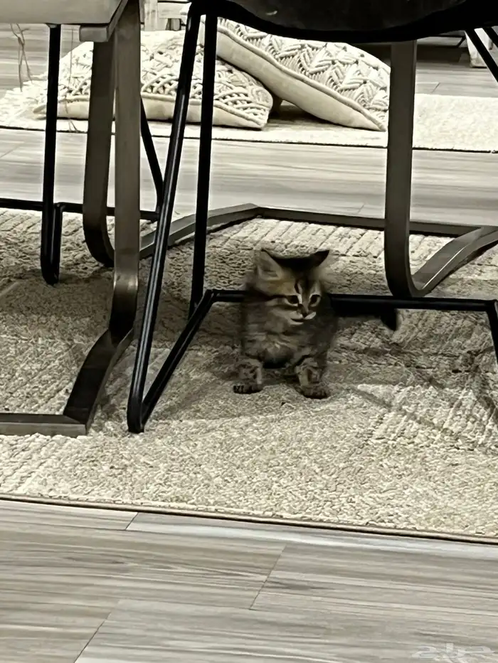 قط شيرازي ذكر العمر شهرين 1