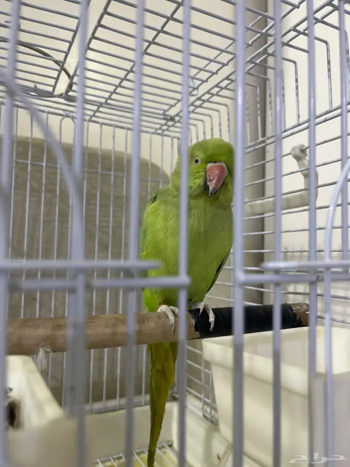 للبيع ببغاء الدره الهندي 2