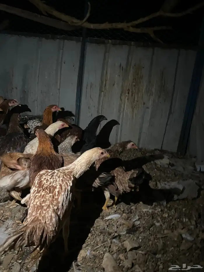 تم البيع الله يبارك 3