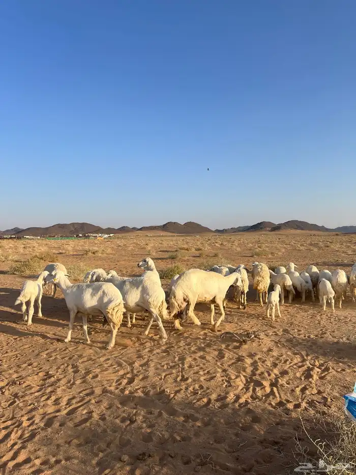 غنم مراح العدد 51 رأس 1