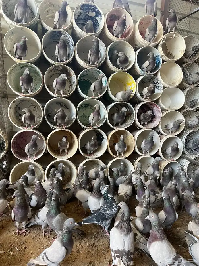 حمام فرنسي لاحم الموقع الخرج 9