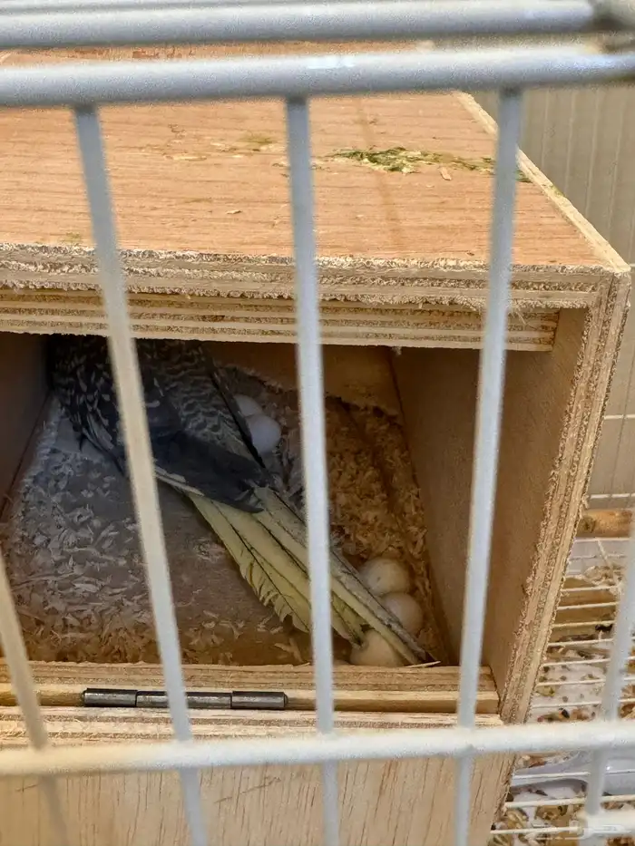 زوج كروان للبيع مع بيضه ( وطيور للبيع بعد 2