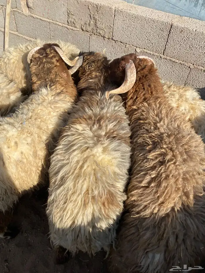 جذعان فاخره مقفله 2