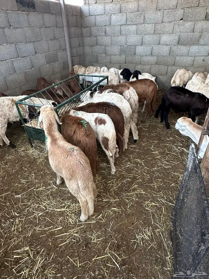 تيوس وبرابر وسواكن ورفيديات مرابي 20