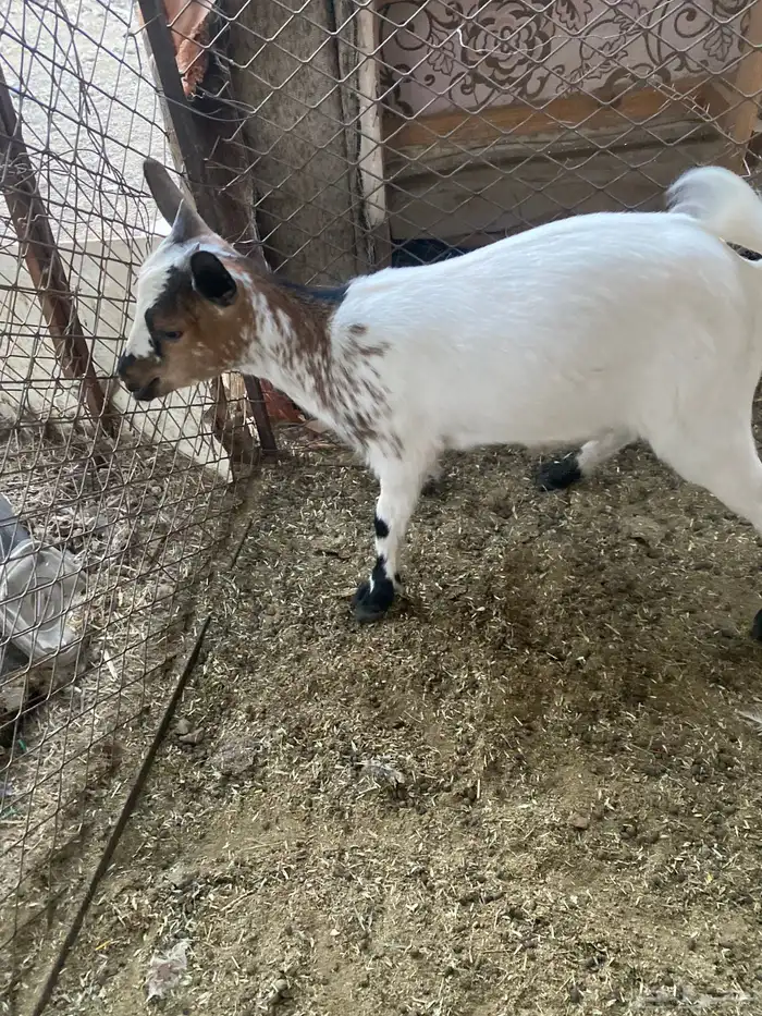 ماعز قزم جفرة قزمية 1