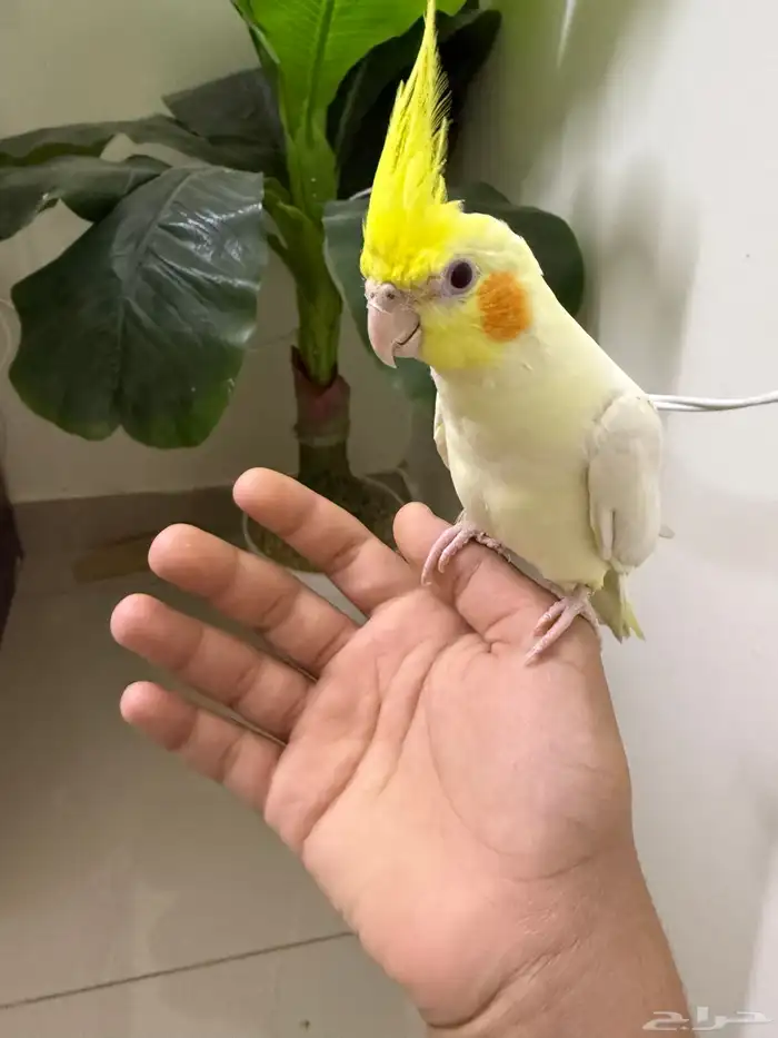 للبيع كروان متكلم لاتينو عيون حمر 0