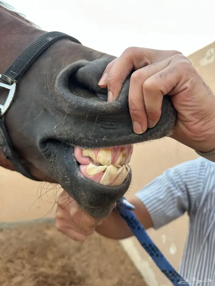 فرس شعبية مع مهرة 6