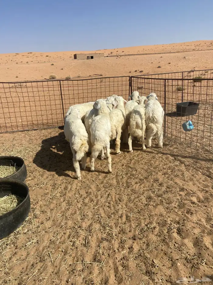 بهم حري خرفان 6