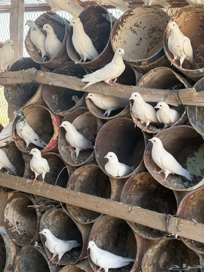 عشه هنديات من نوع الوحشيات حلوات 2