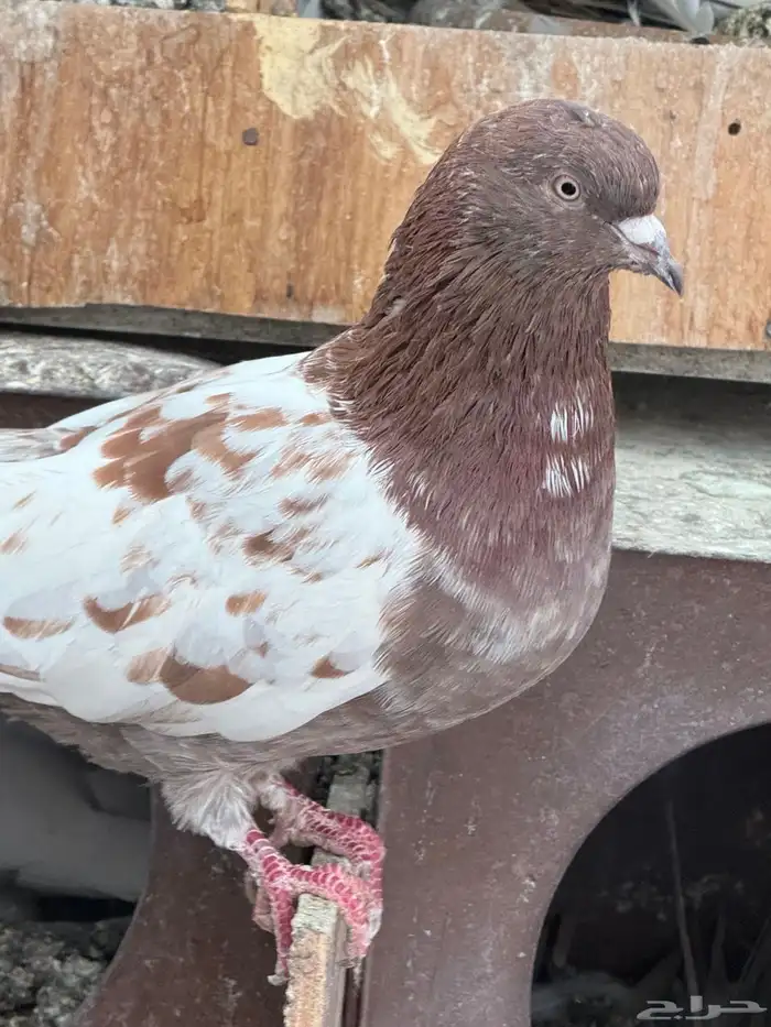 حمام للبيع 8