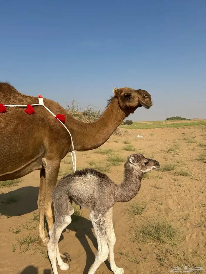 خلفه ساحليه دهما طبع وحليب وافر جدا 1