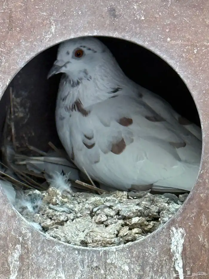 حمام للبيع 9