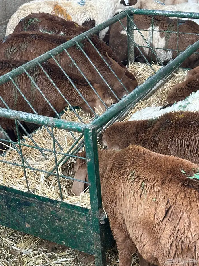 تيوس وبرابر وسواكن ورفيديات مرابي 18