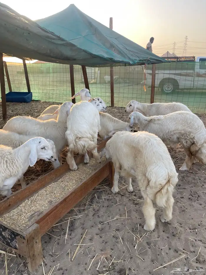 طليان حري وتيوس محايلي وسواكني 1