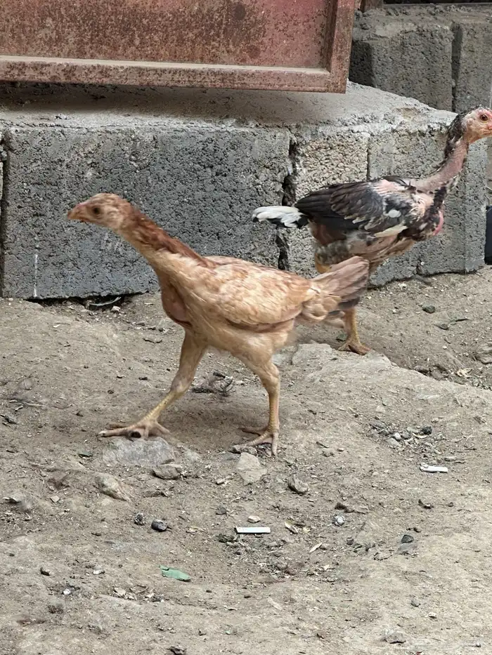 دجاج باكستاني 3