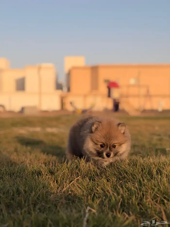 كلاب بومرينيان 6