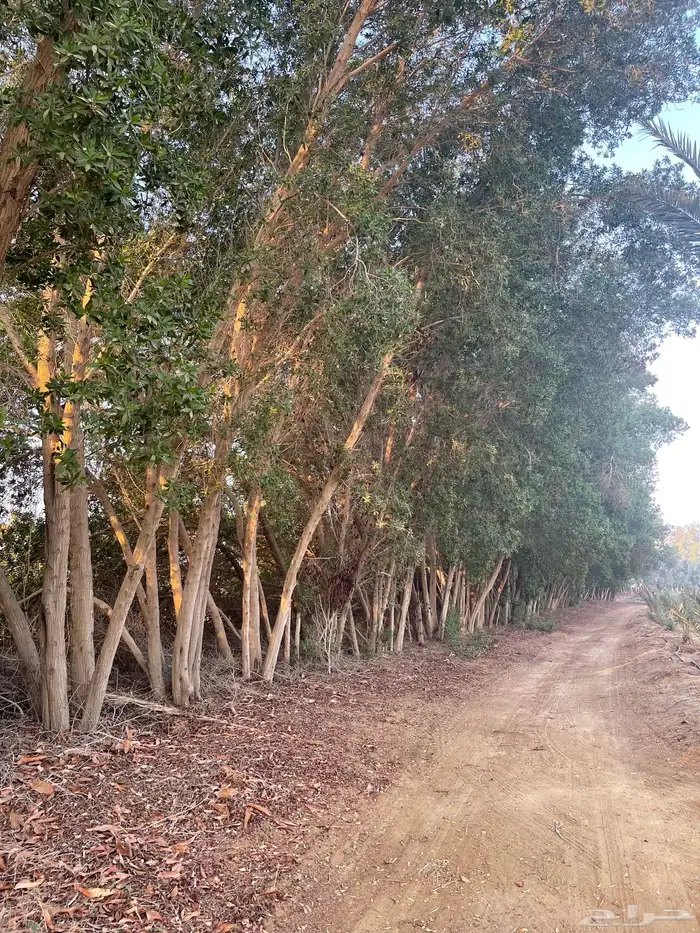 القنفذة - مركز حلي 0