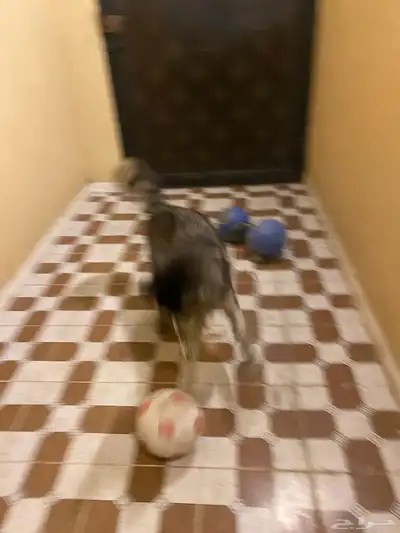 هاكسي مدرب index